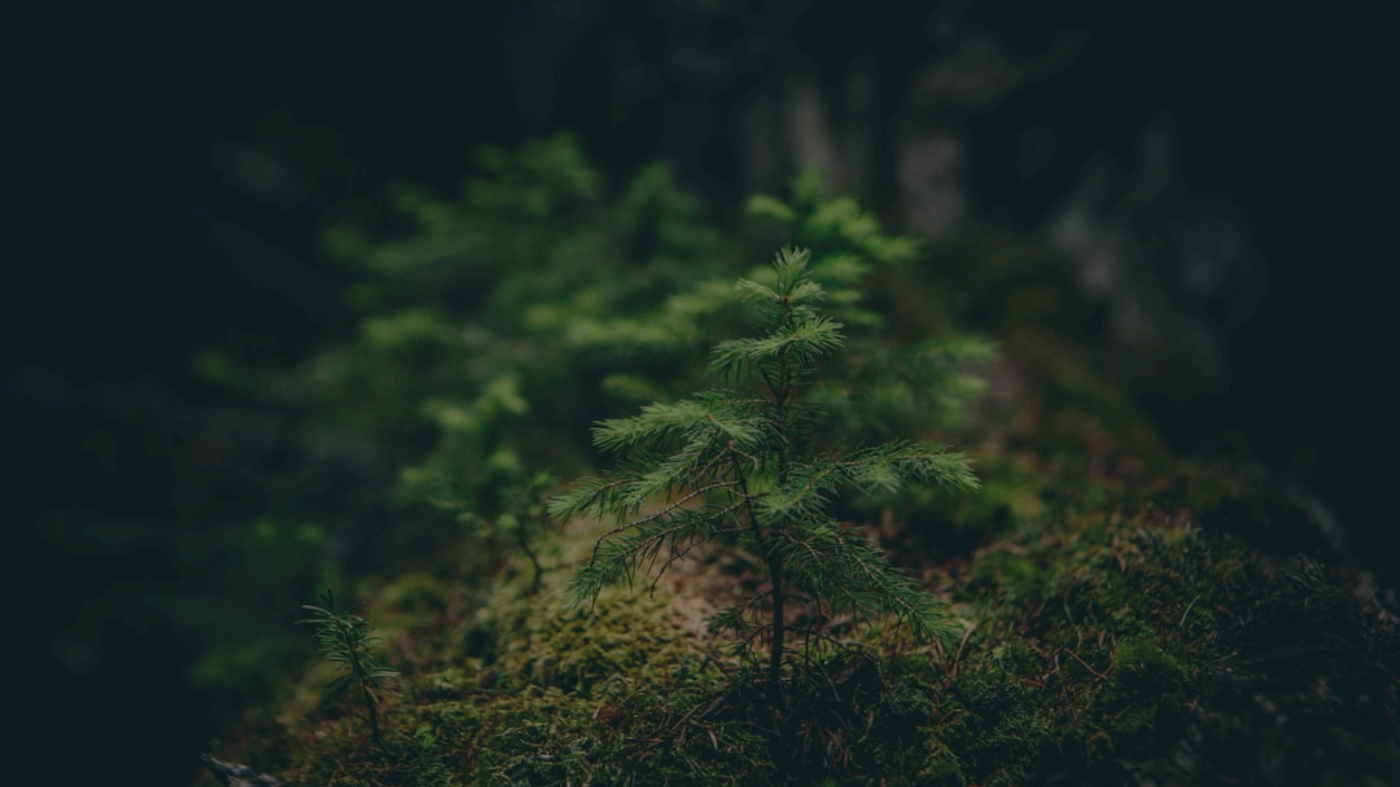 The Complete Prompt Guide for AI Image and Video Generation